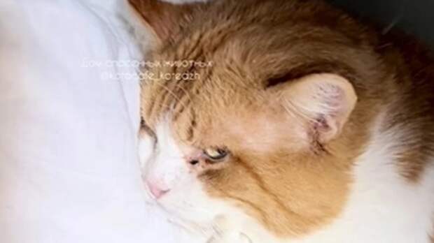 Ростовчанка выхаживает животных, спасенных во время наводнения в Дагестане