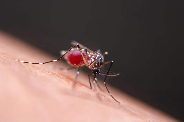 Почему комары не переносят ВИЧ?