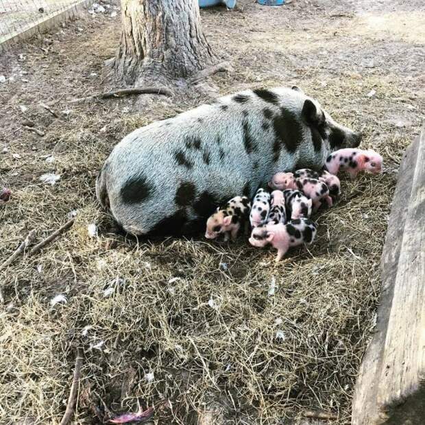 bentleysbarnyard_28428506_1829884483710249_8275868067712466944_n