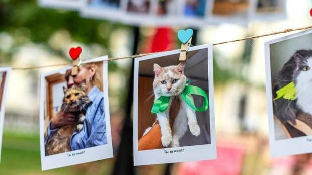 Участники «Активного гражданина» выбрали весеннего амбассадора сервиса «Моспитомец»