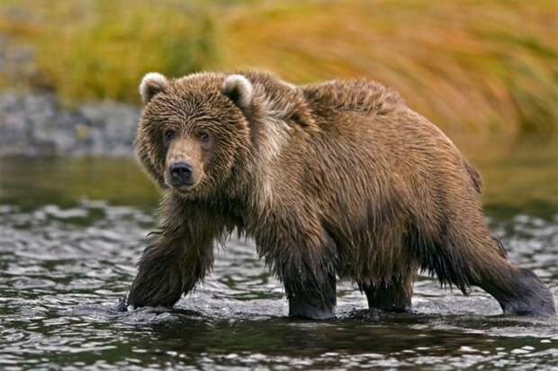 Кадьяк – самый крупный медведь на планете