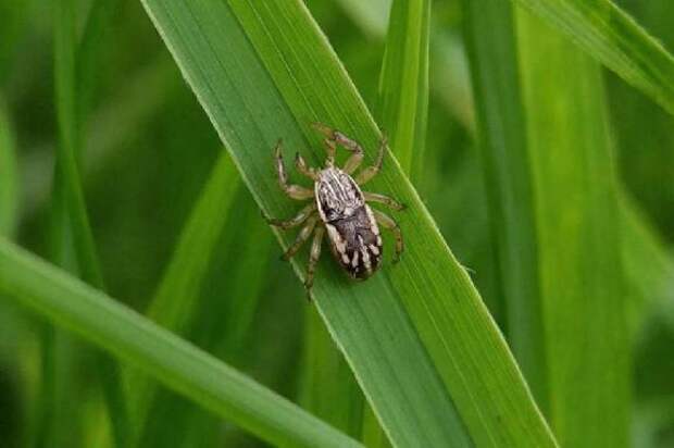 С начала сезона клещи покусали 50 тамбовчан