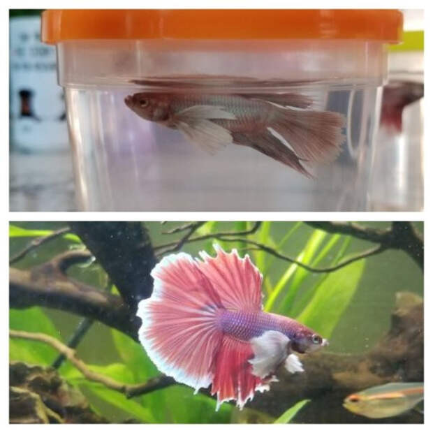 Снимки животных до и после того, как они обрели дом и любящих хозяев