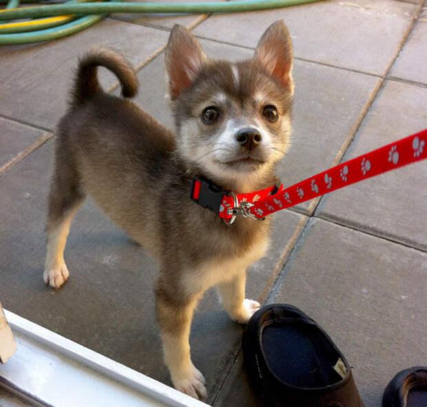 adopted-dogs-first-day-home-80-579779220bdd5__700