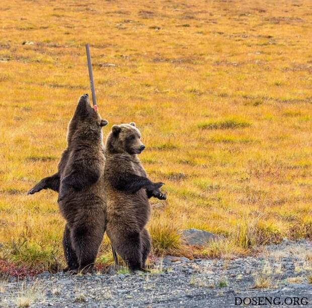 Медведи чешут спины о придорожный шест