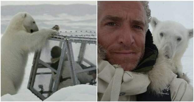 Голодная белая медведица пытается добраться до запертого в прозрачной "коробке" кинематографиста Гордон Бьюкенен, белый медведь, видео, медведица, медведь, норвегия