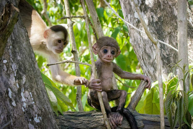 Камера в виде обезьянки в тропическом лесу Амазонки в Бразилии