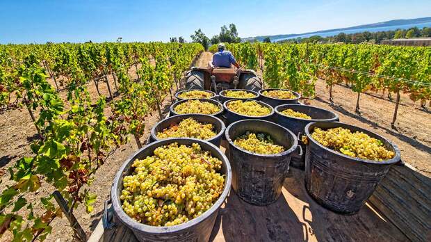 Винная карта России: как развивалось виноделие на наших территориях от античности до XX века