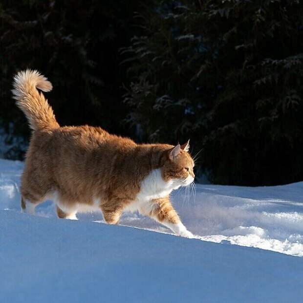 Великолепный рыжий котяра из России очаровывает соцсети