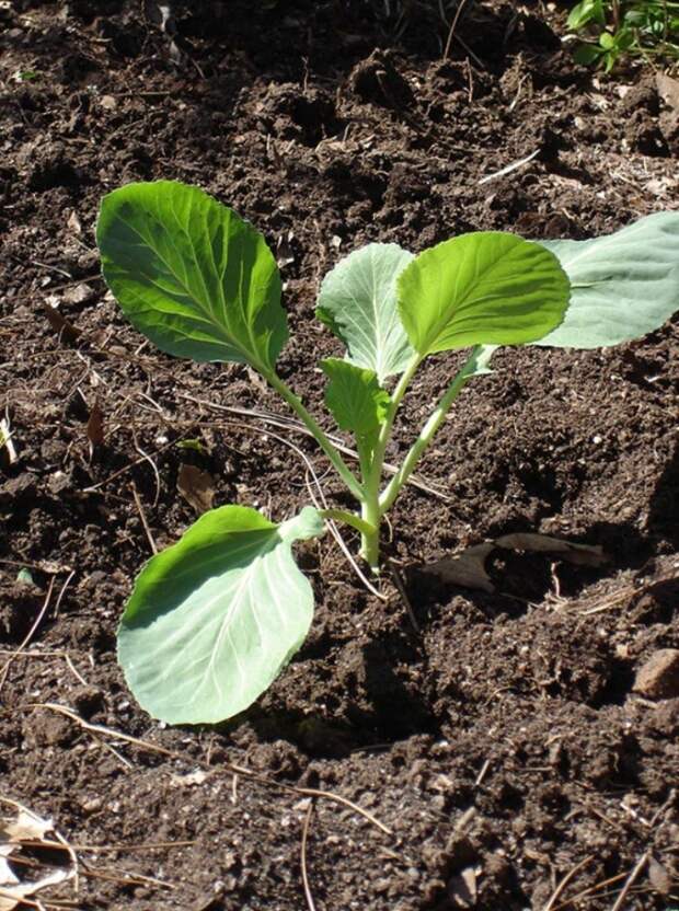 Ключевые принципы выращивания крепкой рассады капусты