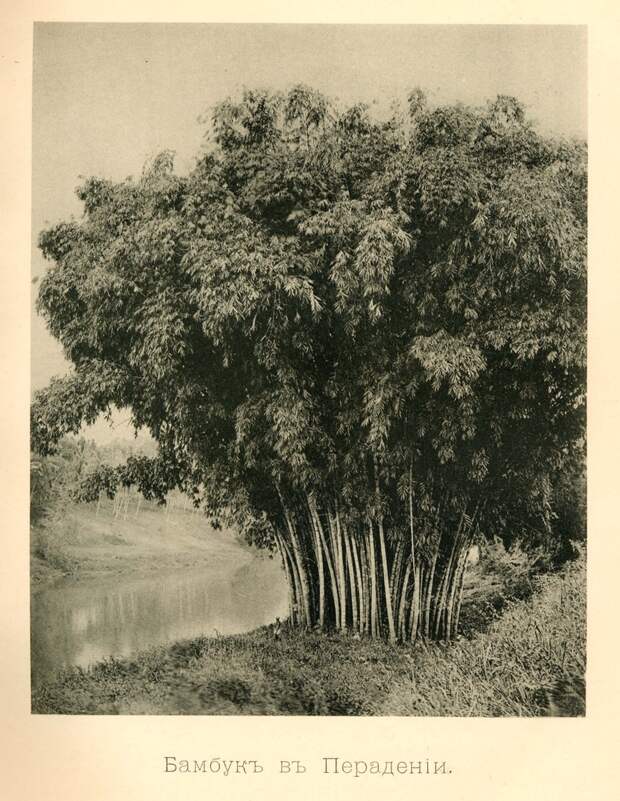 Редчайшие фотографии о повседневной жизни Шри-Ланки в 1880-х годах 9