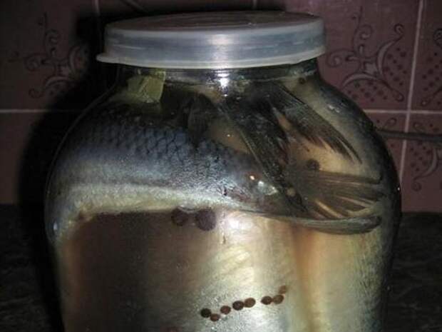 Засолка сельди в домашних условиях целиком в рассоле в банке рецепт с фото пошагово