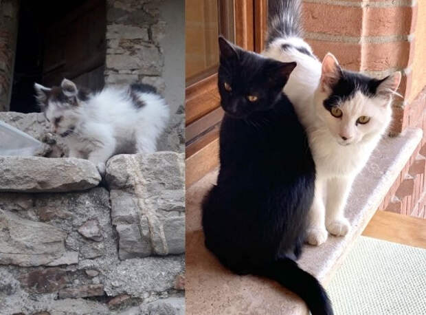 Снимки животных до и после того, как они обрели дом и любящих хозяев