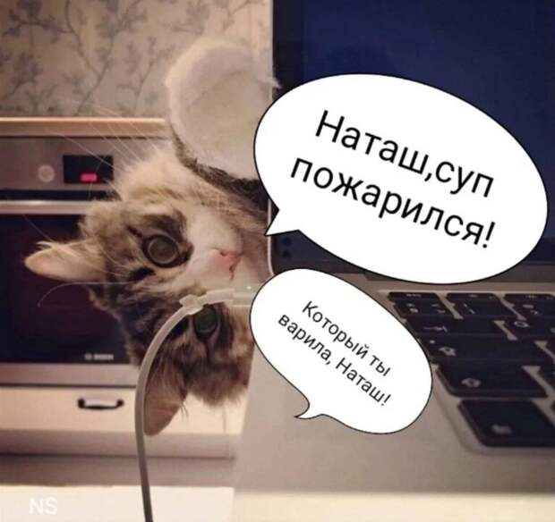 Когда таксидермист говорит, что его жена - дура набитая, это настораживает