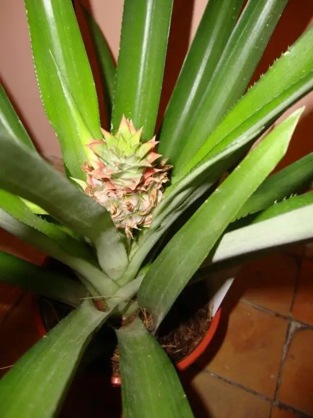 ананас в горшке с плодом. вырастить ананас. ананас люцидес. почему желтеют листья у ананаса. пророщенный ананас.