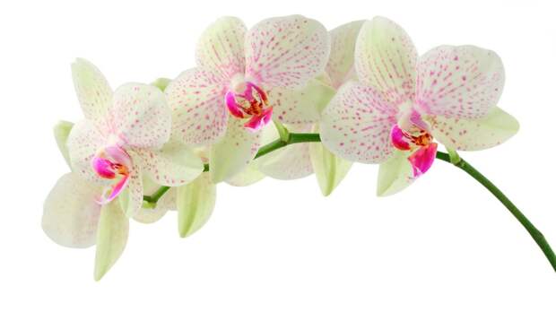 белая орхидея цветок