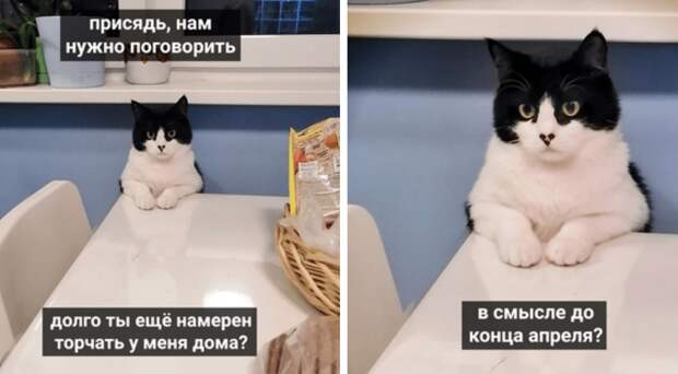 коты против карантина