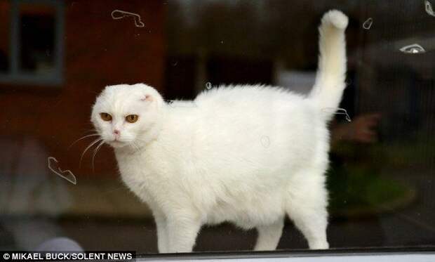 Charlie Voldemort cat, кот Волан-де-Морт