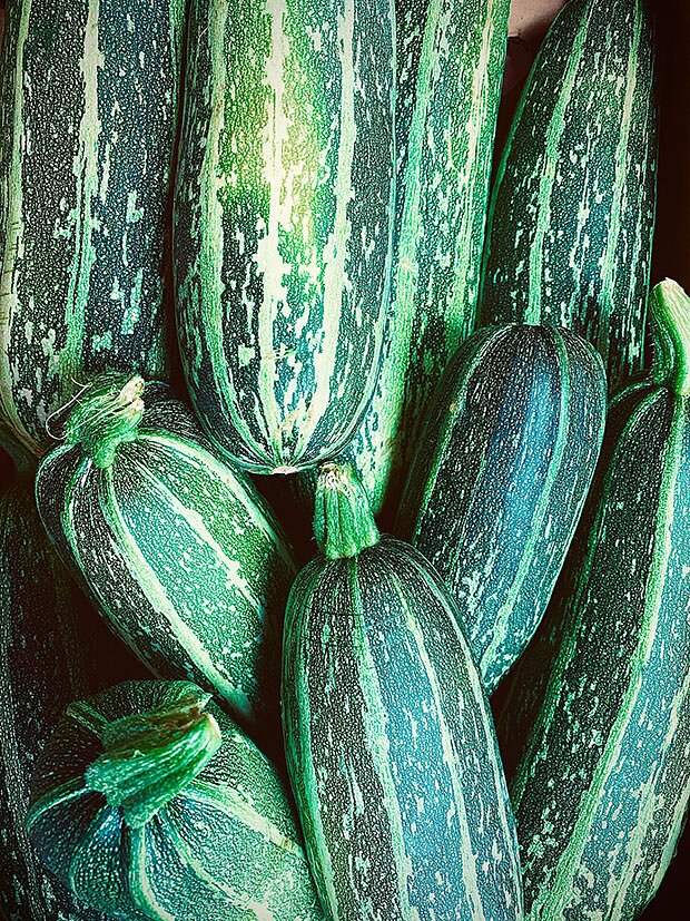 zucchini