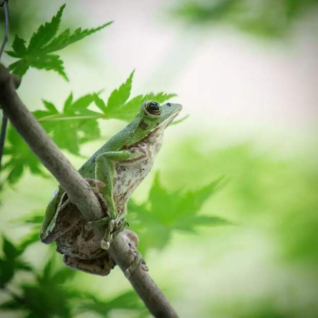 Природа Японии в фотографиях Кунито Имаи (Kunito Imai)
