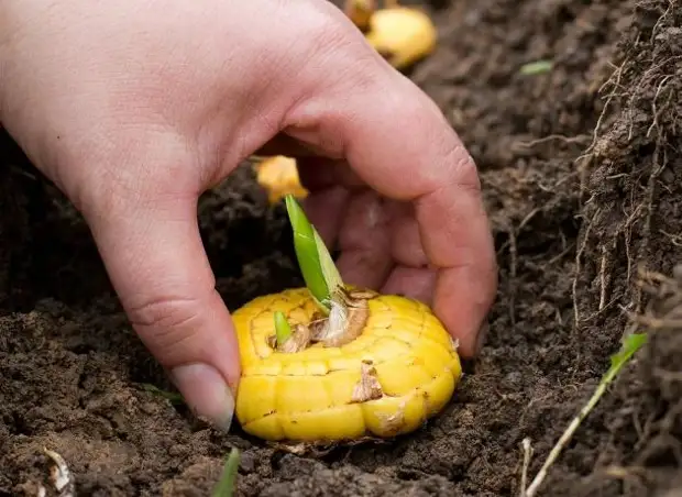 Как правильно размножить гладиолусы перед посадкой