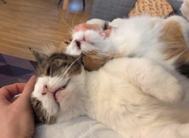 Котов гладят Два кота