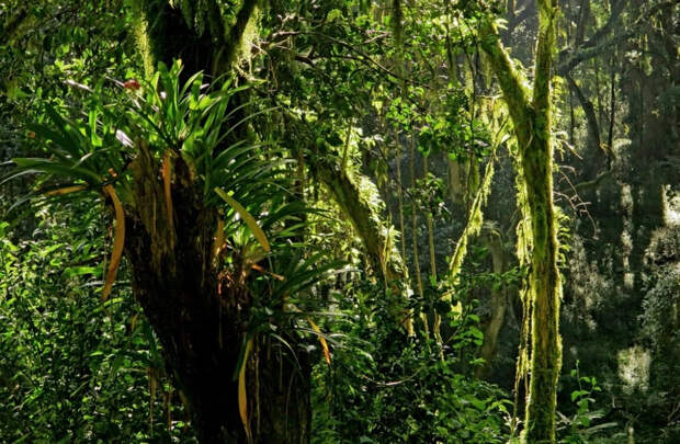 Леса Африки перестали поглощать углерод и начали выделять его в атмосферу