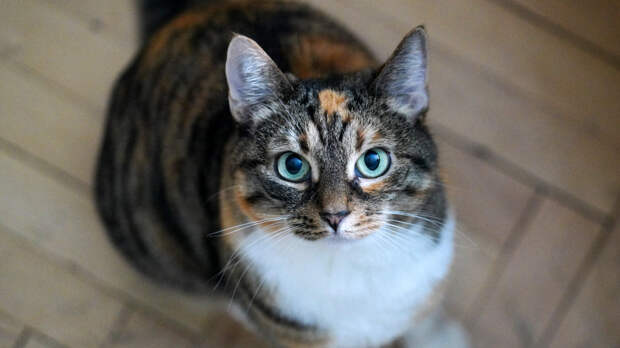 «Сложила в барабан»: пенсионерка постирала кота вместе со шторами