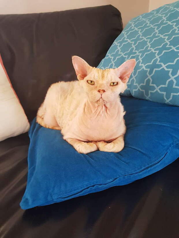 кот на диване