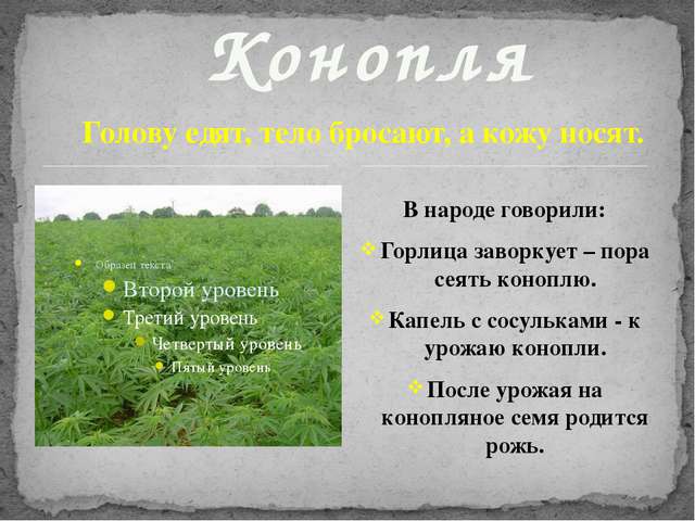 Голову едят, тело бросают Голову едят, тело бросают