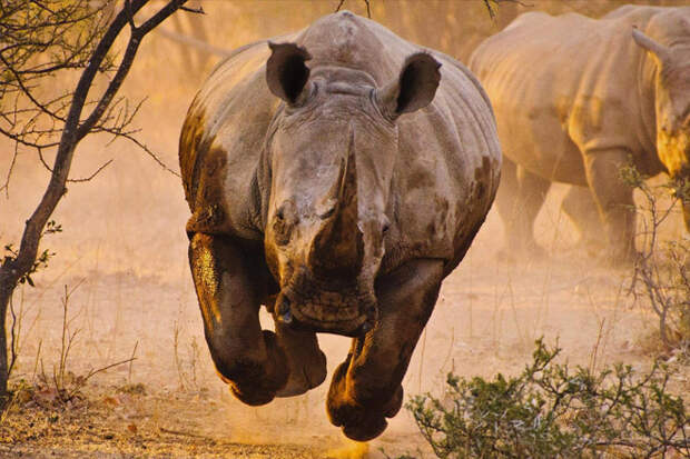Носорог в деле: тонна брони и мускулов против африканских львов и крокодилов