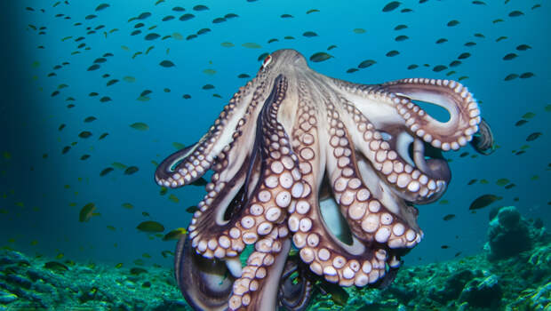 чем питается