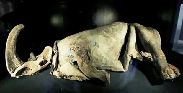 10 древних животных, останки которых сохранились лучше всего