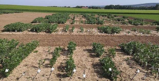 Учёные нашли ген, определяющий зимостойкость фасоли