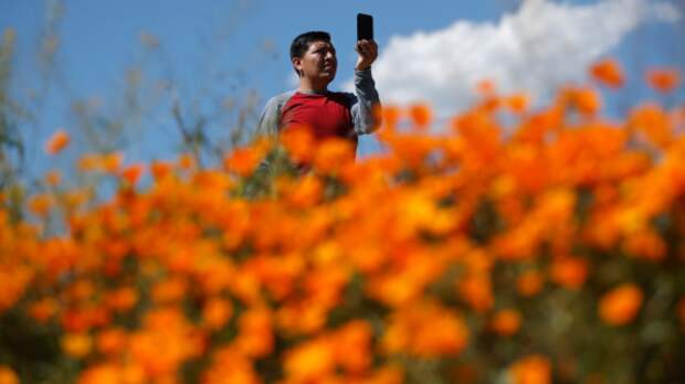 A man takes a picture among wildflowers in bloom Monday, March 18, 2019, in Lake Elsinore, Calif. About 150,000 people flocked over the weekend to see this year's rain-fed flaming orange patches of poppies lighting up the hillsides near Lake Elsinore. The crowds became so bad Sunday that Lake Elsinore officials closed access to poppy-blanketed Walker Canyon. By Monday the #poppyshutdown announced by the city on Twitter was over and the road to the canyon was re-opened. (AP Photo/Gregory Bull)