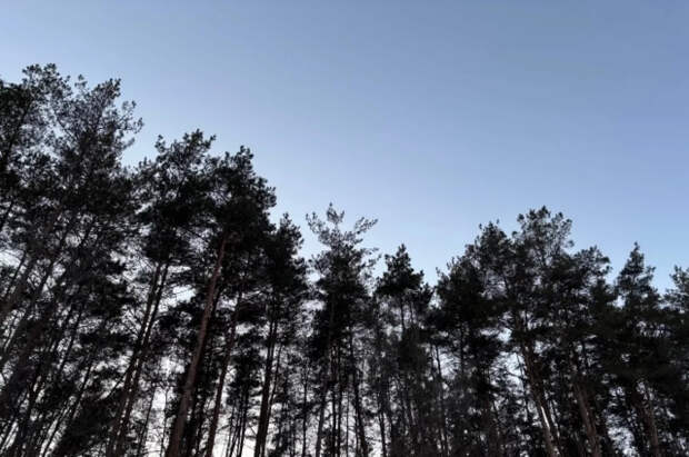 Пропавший в Карелии мальчик найден живым