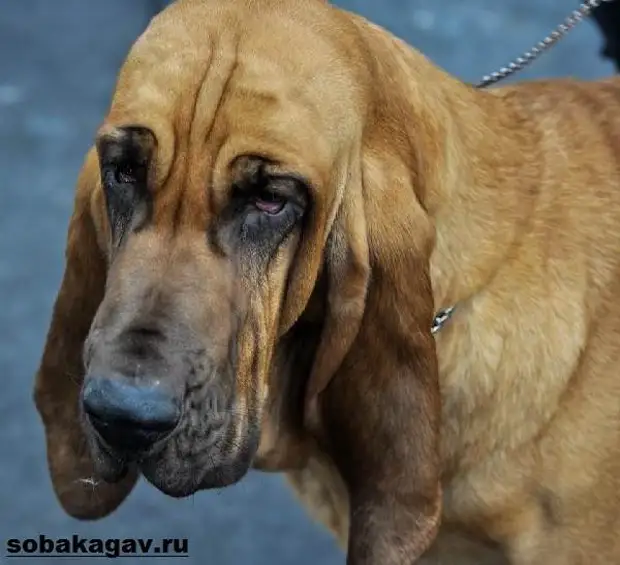 Бладхаунд собака. Описание, особенности, уход и цена бладхаунда