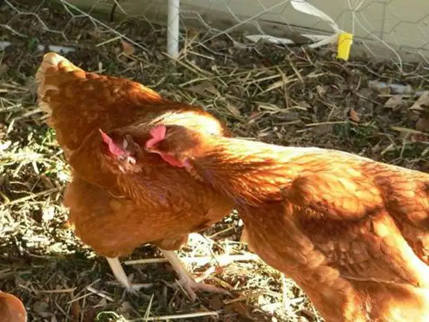 Два петуха. Два петуха. В гостях у курицы. В гостях у курицы. В гостях у курицы.