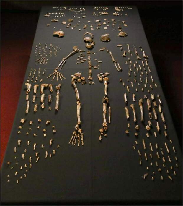 Загадочные Homo naledi - наши предки или двоюродные пращуры?