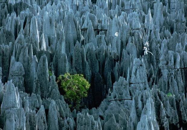 Коменный лес, Tsingy de Bemaraha, Мадагаскар