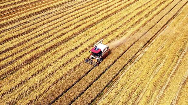 Россия наращивает экспорт зерна на фоне дефицита удобрений в Европе