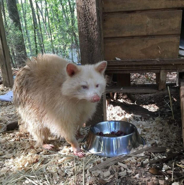 rescued-albino-raccoon-maxine-baird-new-hope-6a