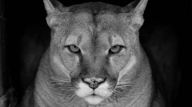 В барнаульском зоопарке скончалась пума Рони