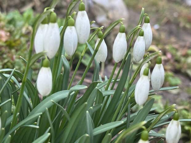 Россиян могут оштрафовать на пять тысяч рублей за сбор подснежников