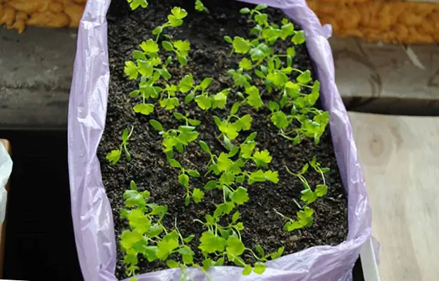 всходы семян сельдерея всходы семян сельдерея