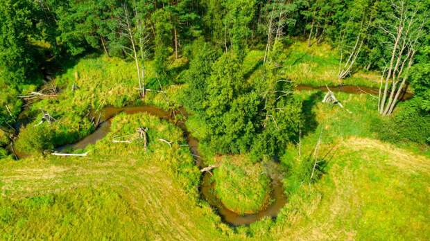 Центральный лесной заповедник