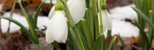 Подснежники зацвели в Ботаническом саду Алматы