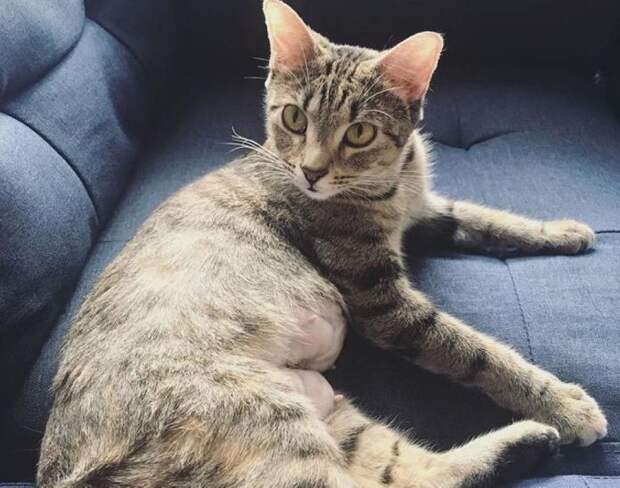 Без кота и жизнь не та
