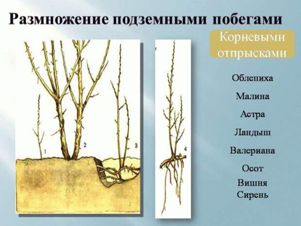 Схема размножения корневой порослью