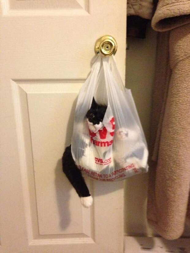Забавные коты, которые застряли и встряли